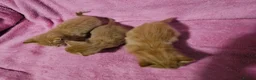Mixed Breed cats for sale: Persain X Domestic Available  - Advert 4