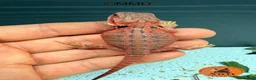 Bearded Dragon reptiles for sale: Stunning baby bearded dragons ready to go!  - Advert 16