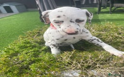 Dalmatian dogs for sale: Stunning litter of 6 Dalmatian puppies  - Image 7