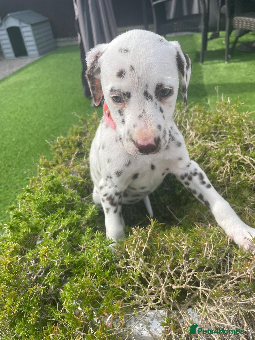 Dalmatian dogs for sale: Stunning litter of 6 Dalmatian puppies  - Image 7