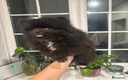 Pomeranian dogs for sale: 4 lovely Pomeranian Puppies for sale AVAILABLE NOW - Image 13