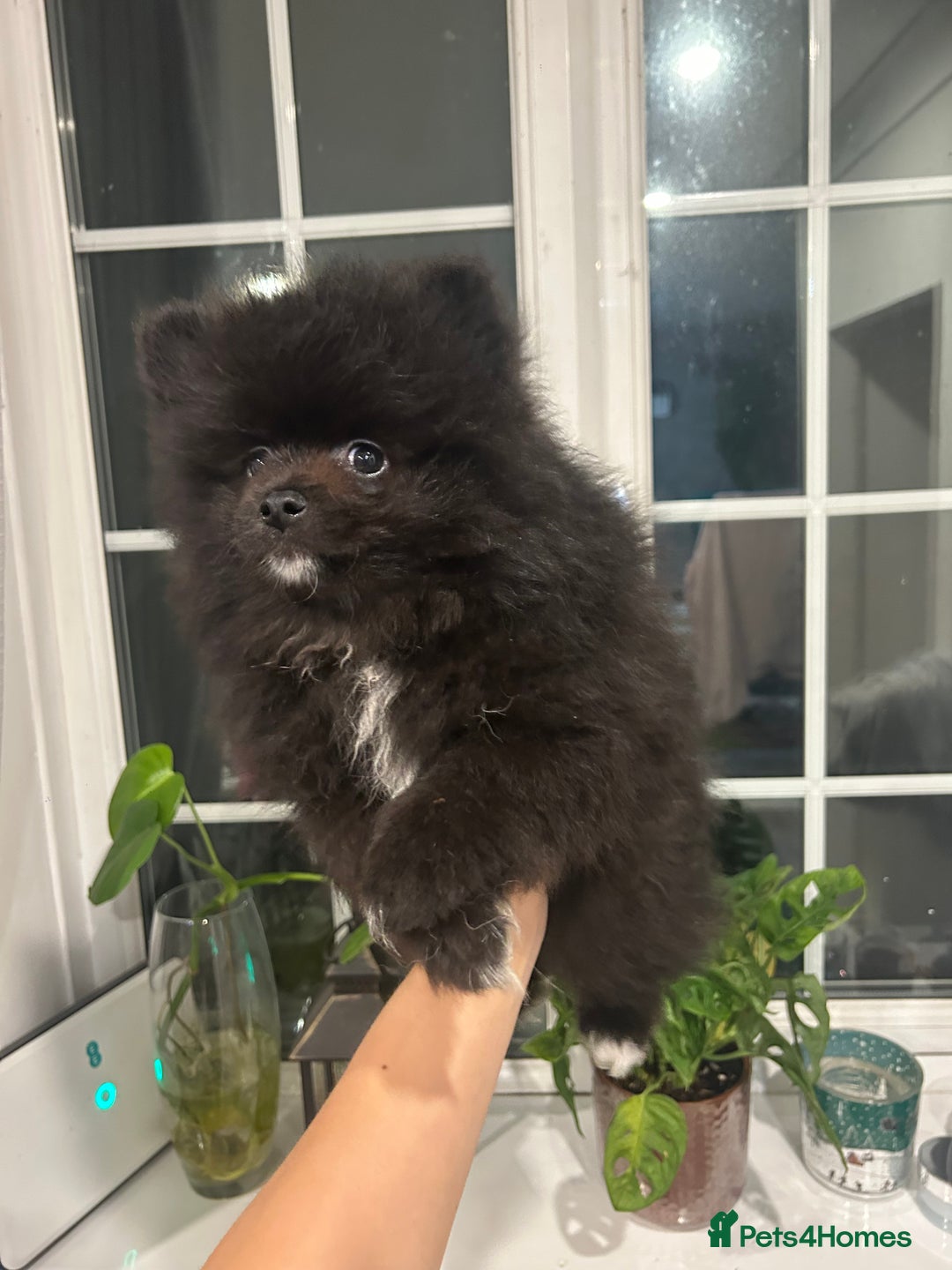 Pomeranian dogs for sale: 4 lovely Pomeranian Puppies for sale AVAILABLE NOW - Image 13