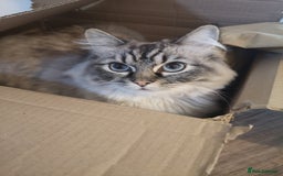 Ragdoll cats for sale: Lyla the ragdoll - Image 3