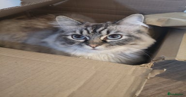 Ragdoll cats - Advert 11