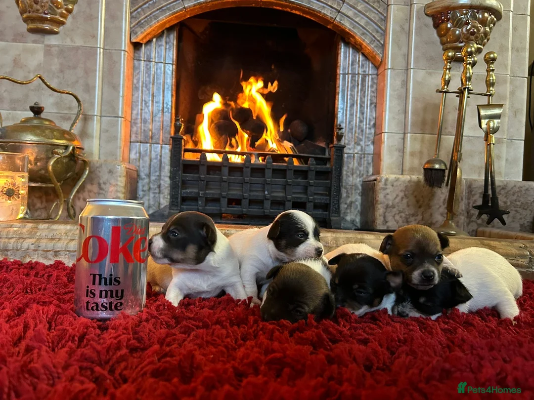 Jack Russell dogs for sale: Stunning Miniature Jack Russell Puppies  - Advert 5