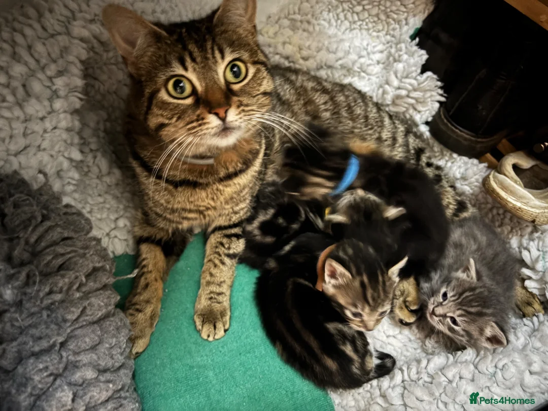 American Shorthair cats for sale: American shorthair kittens - Advert 1