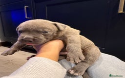 American Bully dogs for sale: 10 beautiful American Bullies🤍 - Advert 11