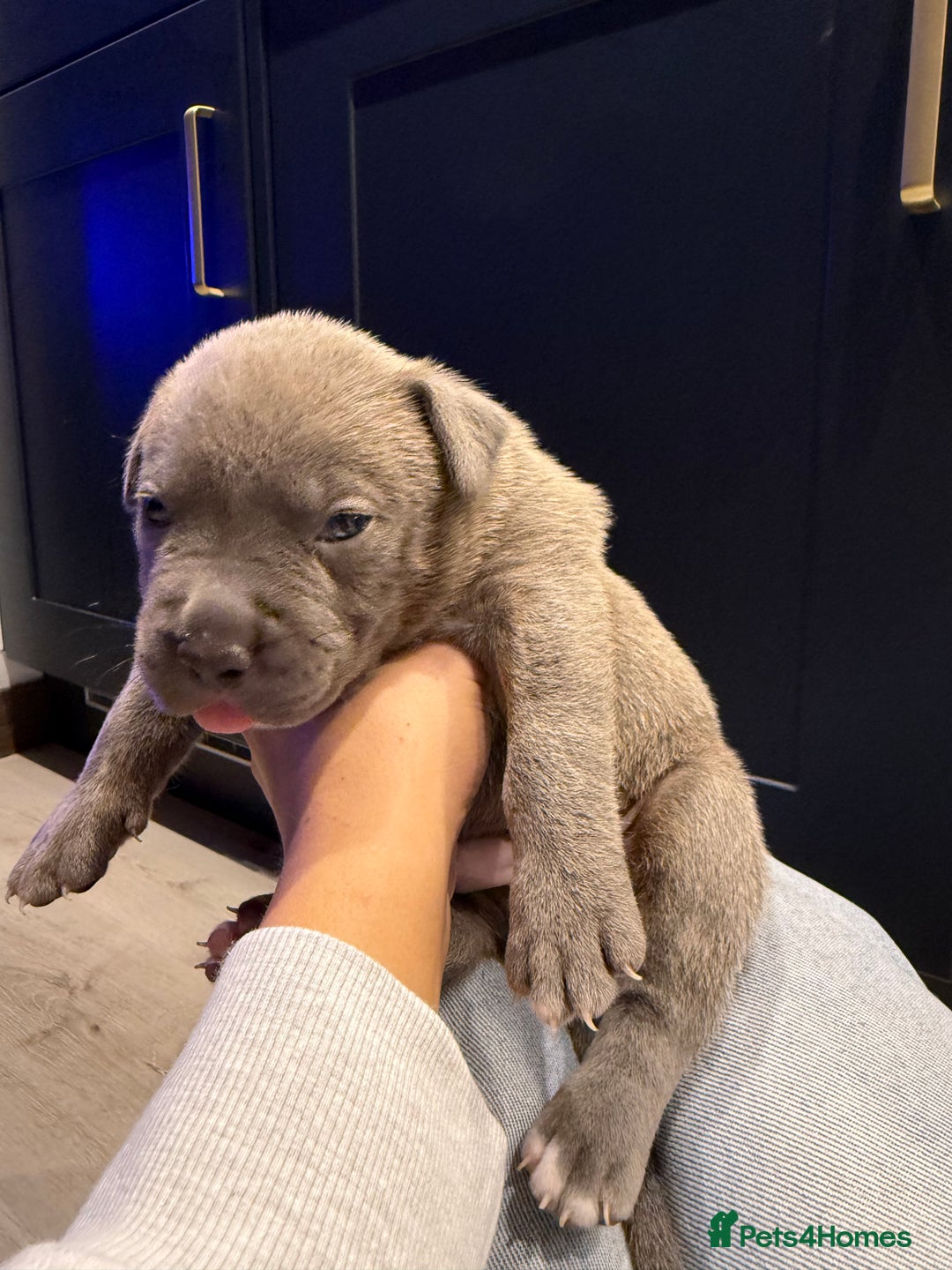 American Bully dogs for sale: 10 beautiful American Bullies🤍 - Advert 11