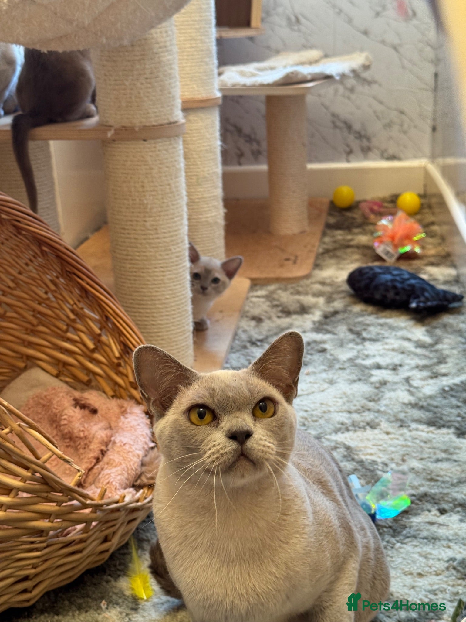 Burmese cats Burmese kitten for sale - Advert 1