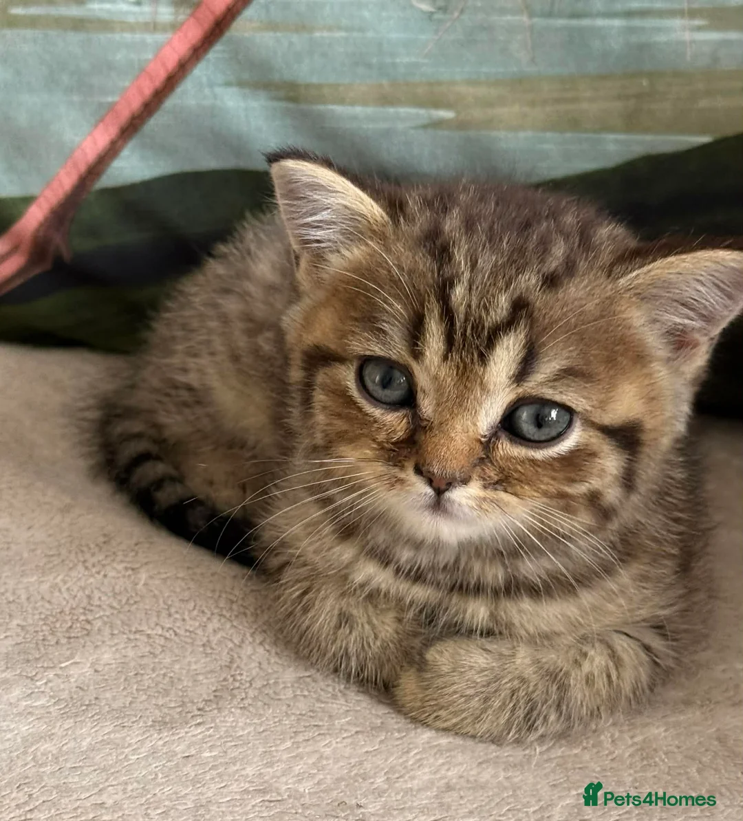Scottish Fold cats for sale: Scottish fold and straight - Advert 2