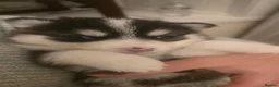 Pomsky dogs for sale: Pomsky Litter  - Advert 26
