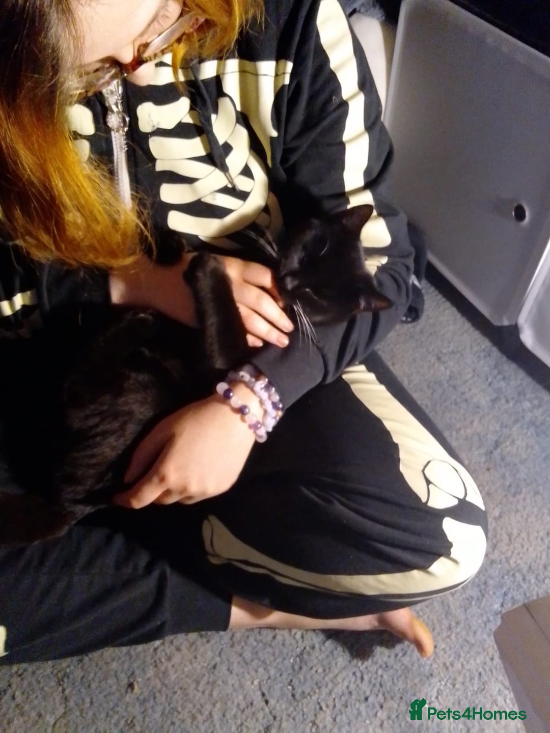 Domestic Shorthair cats for sale: Kitten to be rehomed with her things  - Advert 2