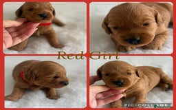 Cockapoo dogs for sale: Extensively Health Tested F1b cockerpoo Puppies  - Image 6