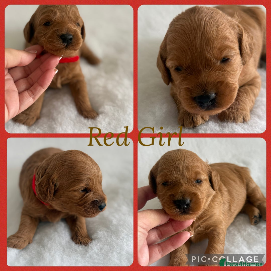 Cockapoo dogs for sale: Extensively Health Tested F1b cockerpoo Puppies  - Image 6