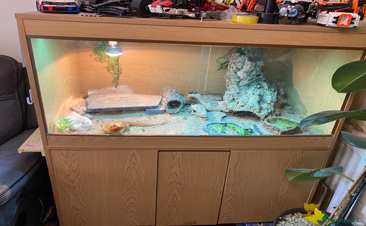 Bearded Dragon reptiles - Advert 2