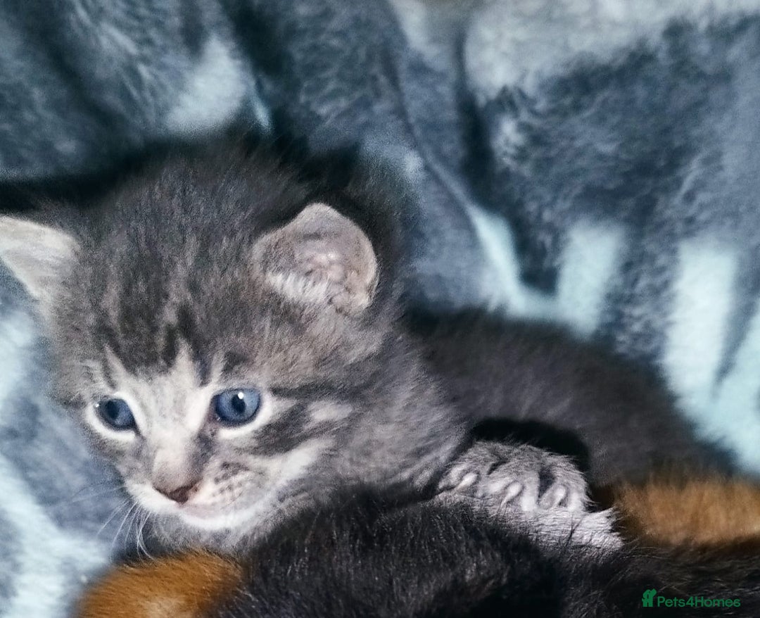 Mixed Breed cats for sale: Amazing, very beautiful kittens 3 boys, 1 girl - Advert 15
