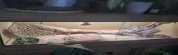 Bearded Dragon reptiles for sale: Female bearded dragon for sale  in Peterborough - Advert 10