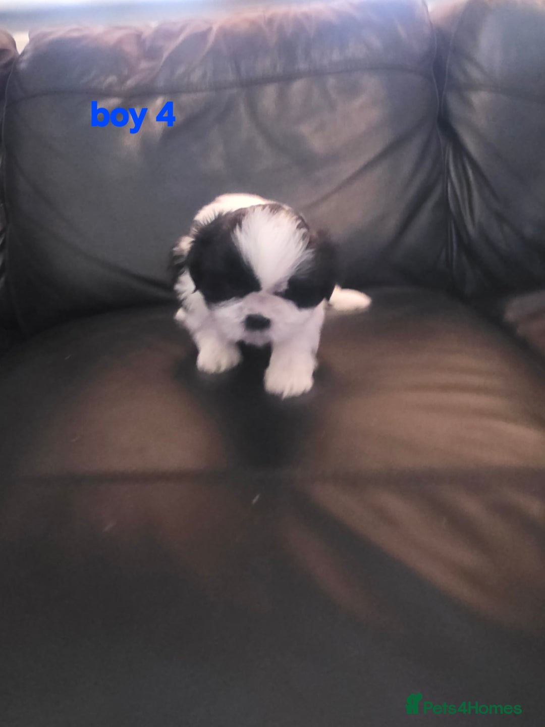 Shih Tzu dogs for sale: Karashishi imperial shih-tzu puppies  - Image 5