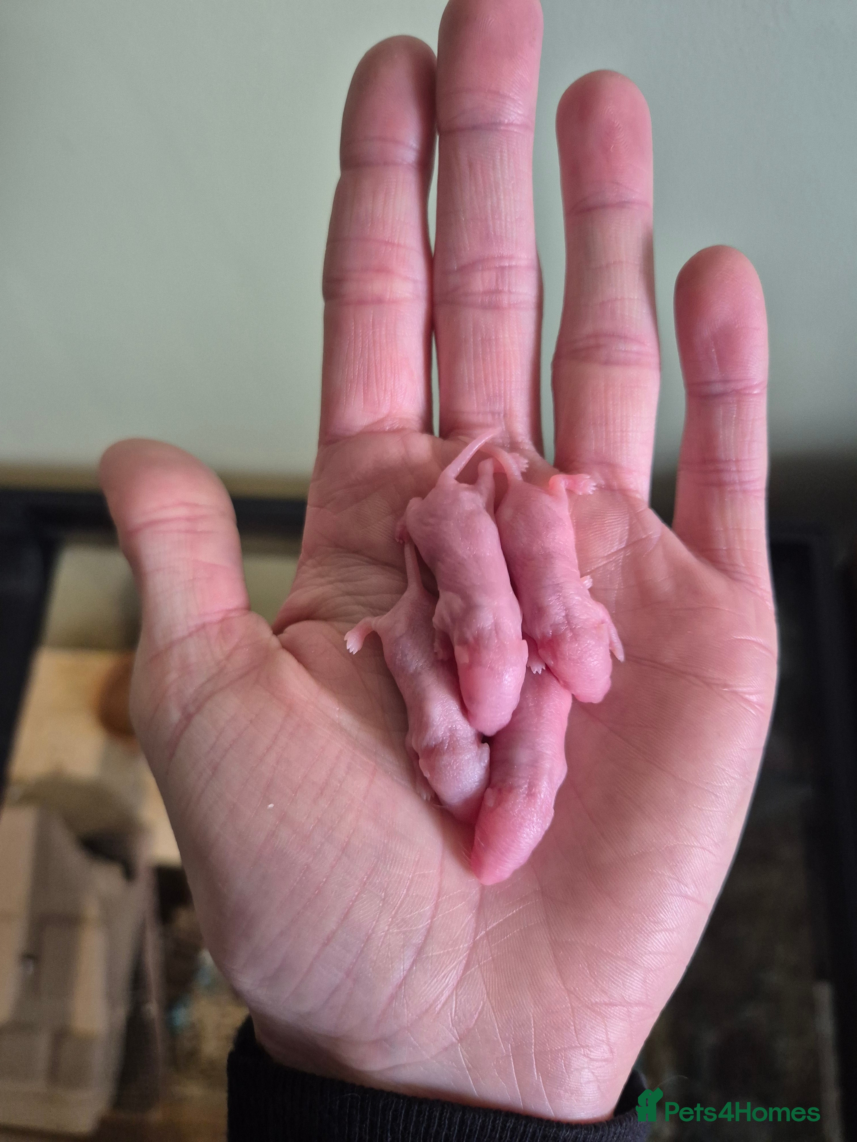 Mouse rodents Girls ready on 13th april - Advert 10