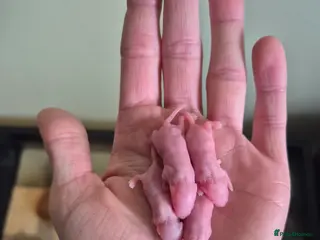 Mouse rodents Girls ready on 13th april - Advert 10