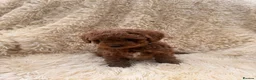 Cockapoo dogs for sale: Miniature cockapoo’s  - Advert 15