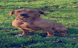 Labrador Retriever dogs for sale: Fox Red Labrador Retrievers - Image 5