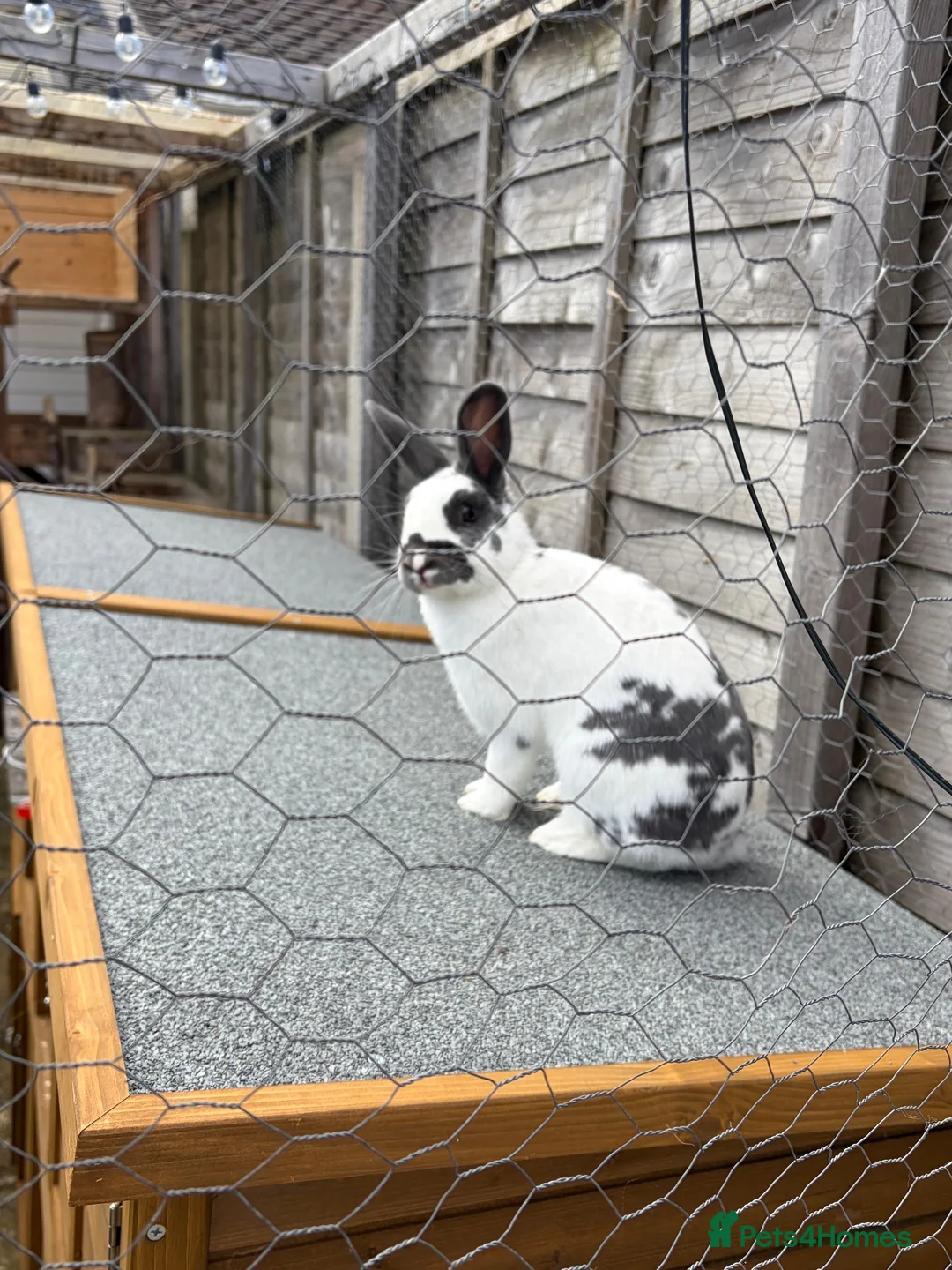 Mixed Breed rabbits for sale: rabbit for rehoming  - Advert 2