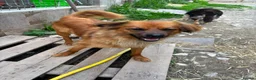 Mixed Breed dogs for adoption: Bert  in Brighton - Advert 9