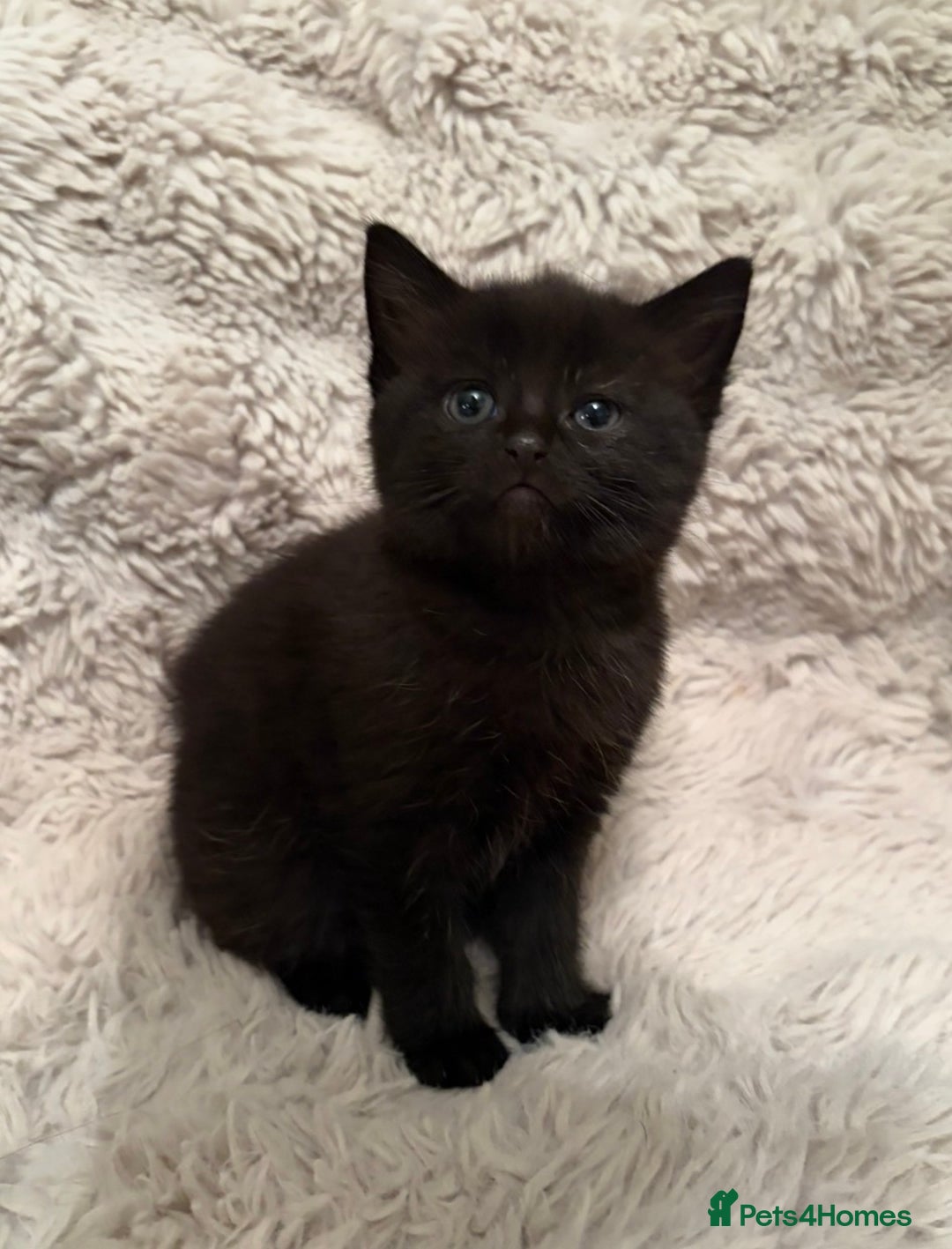 Mixed Breed cats for sale: Fluffy gorgeous mix of kittens - Advert 6