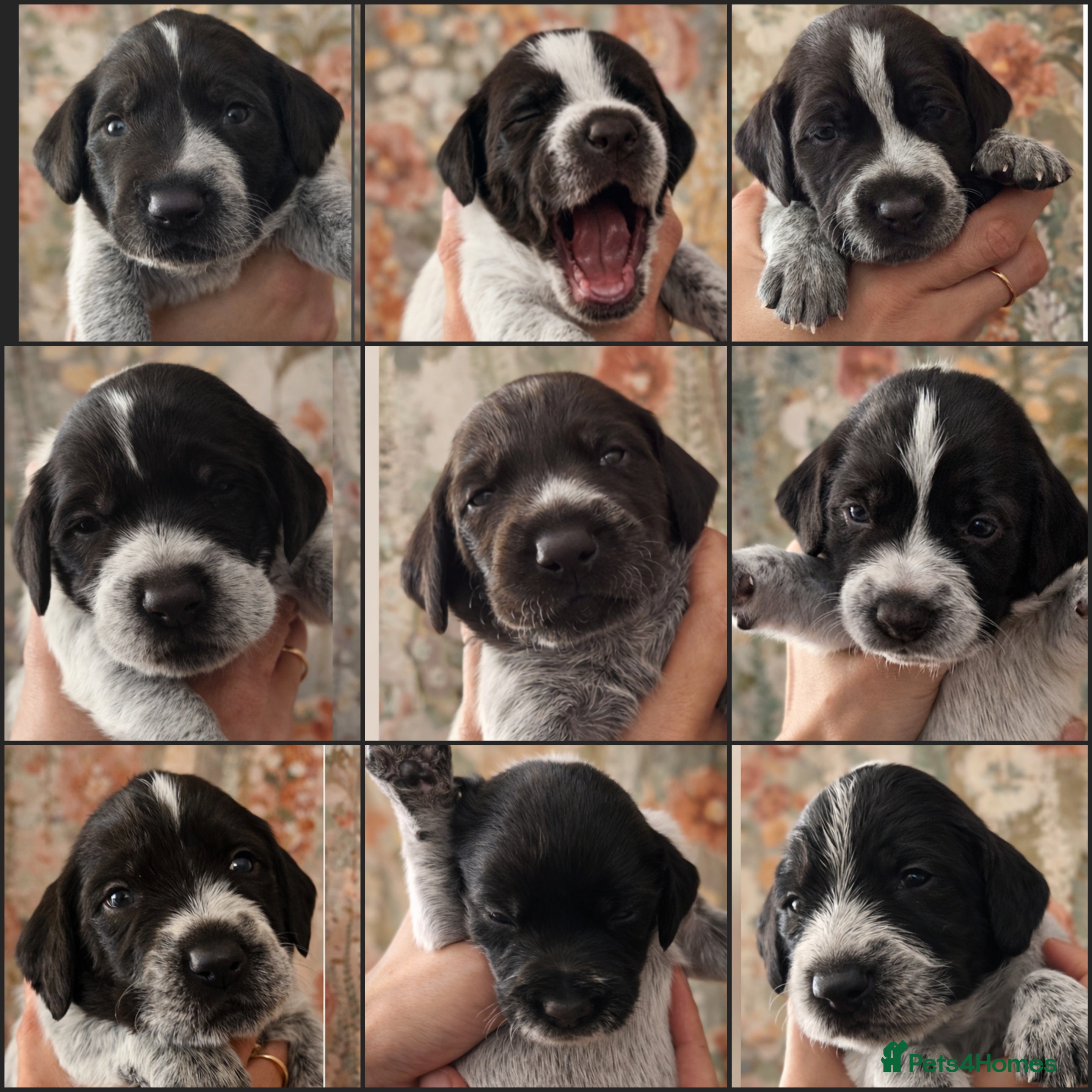 German Wirehaired Pointer dogs *NewPics!Quality KC German Wirehaired Pointer Pups - Advert 2