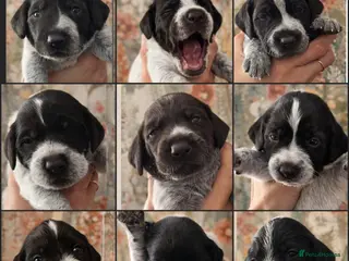 German Wirehaired Pointer dogs *NewPics!Quality KC German Wirehaired Pointer Pups - Advert 2