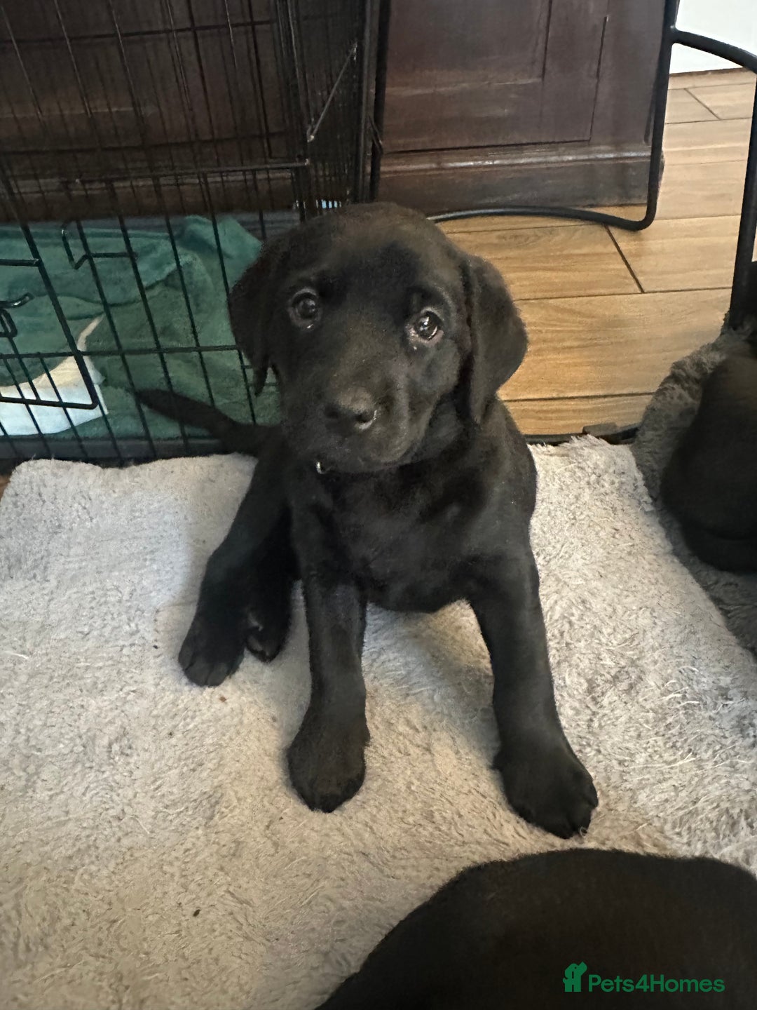 Labrador Retriever dogs for sale: Velvet black old English Labrador puppies  - Advert 9