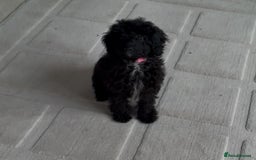 Miniature Poodle dogs for sale: Poodle x last girl fully vaccinated  - Advert 2