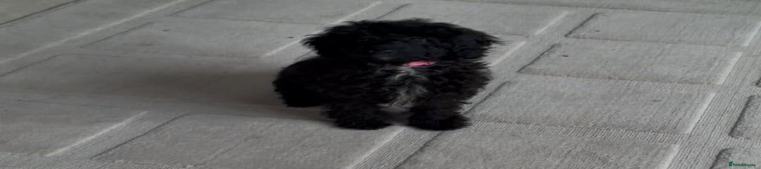 Miniature Poodle Puppy 2