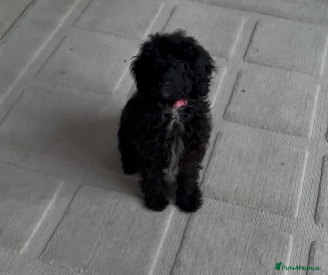 Miniature Poodle dogs for sale: Poodle x last girl fully vaccinated  - Advert 2