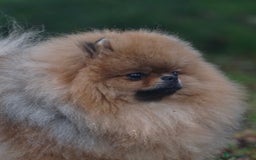 Pomeranian dogs for sale: Beautiful Pomeranian male for forever home  - Image 1