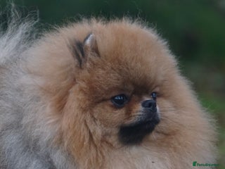 Pomeranian dogs for sale - Advert 1
