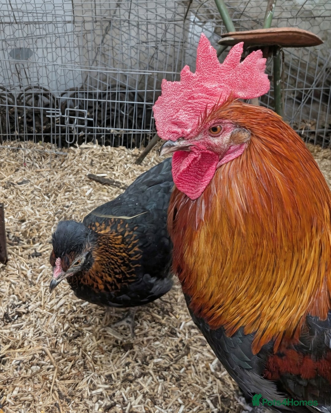 Chickens poultry for sale: Olive egger/Black copper marans cockerel  - Image 3