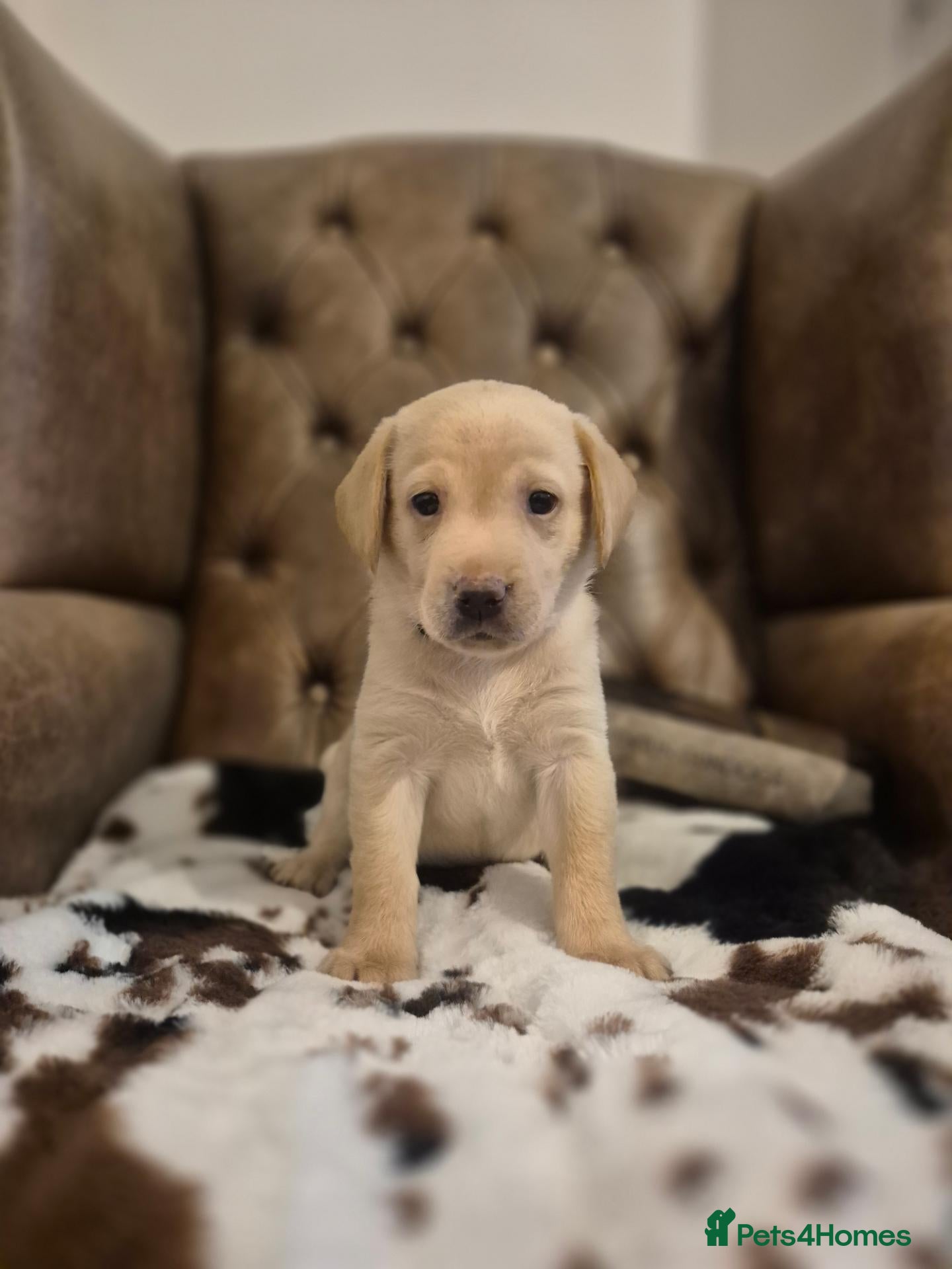 Labrador Retriever dogs WORLD CLASS FTCH CHAMPION 🏆 KC HEALTH TESTED PUPS - Advert 1