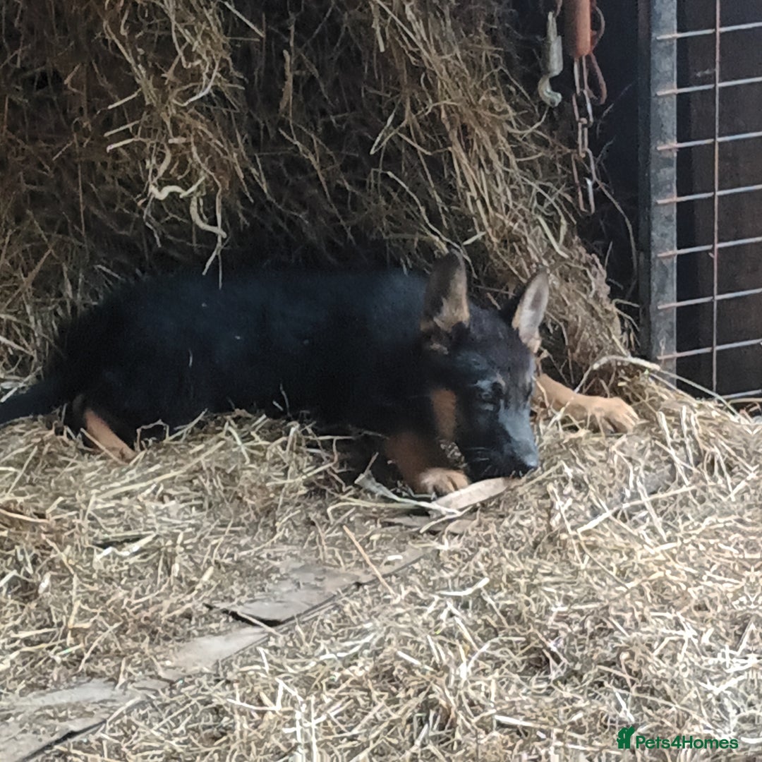 German Shepherd dogs for sale: German Shepherds - Image 4