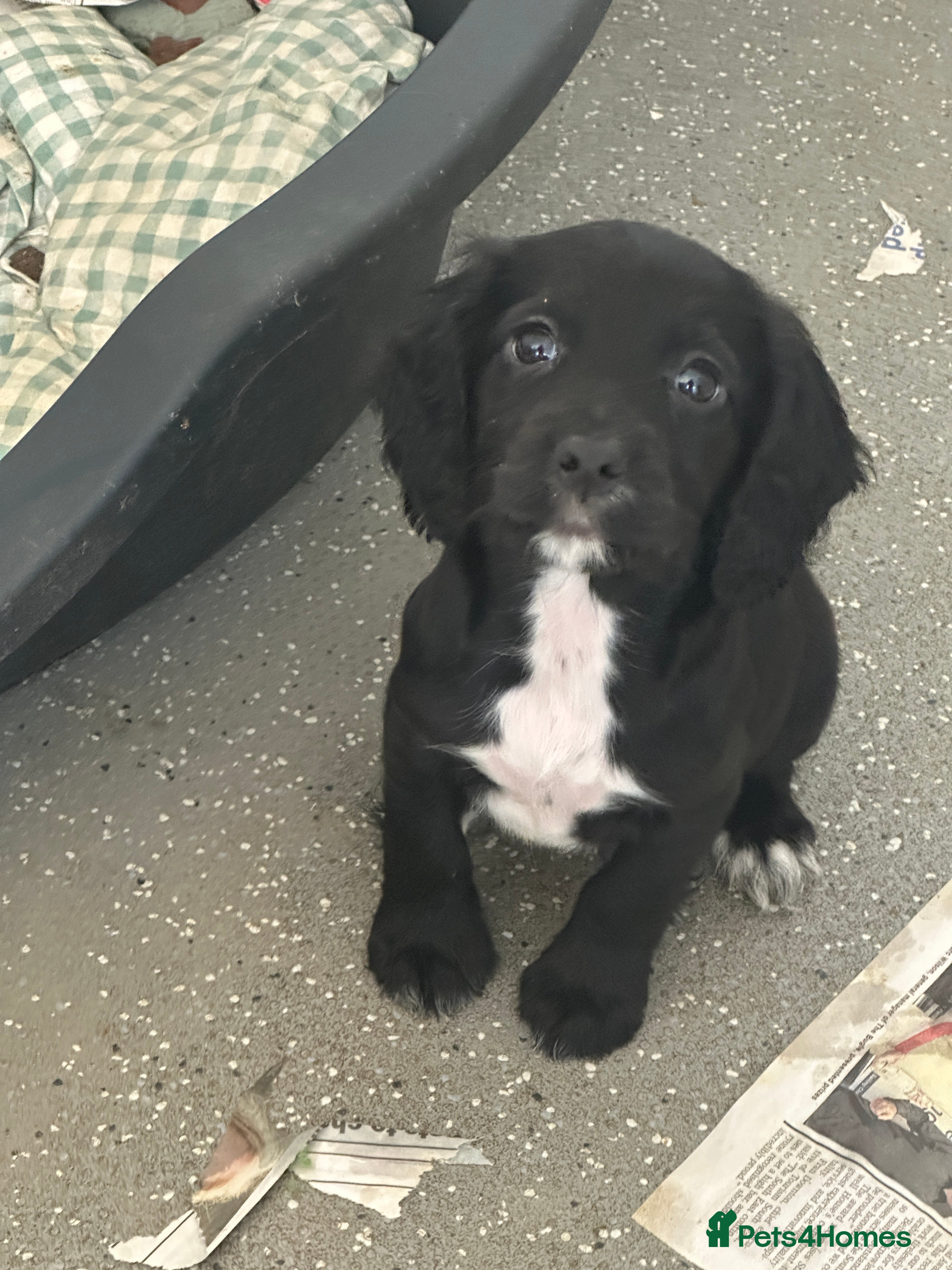 Cocker Spaniel dogs 1,300 - Advert 1