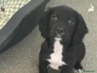 Cocker Spaniel dogs 1,300 - Advert 18