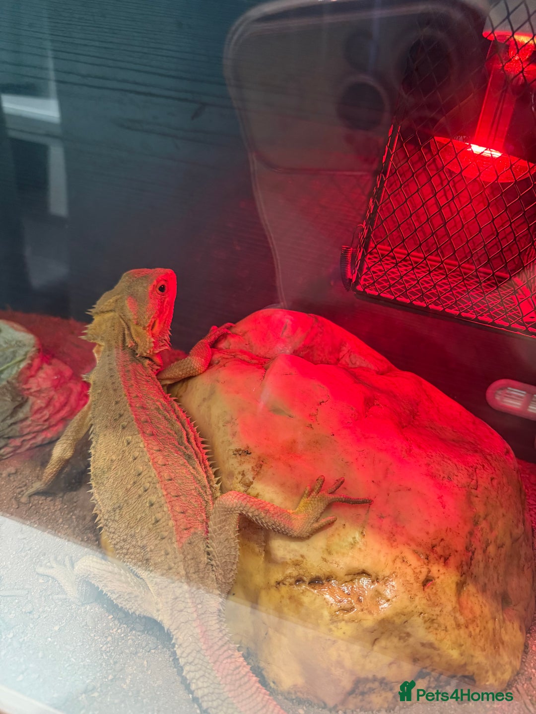 Bearded Dragon reptiles for sale: Red beaded dragon  - Image 3