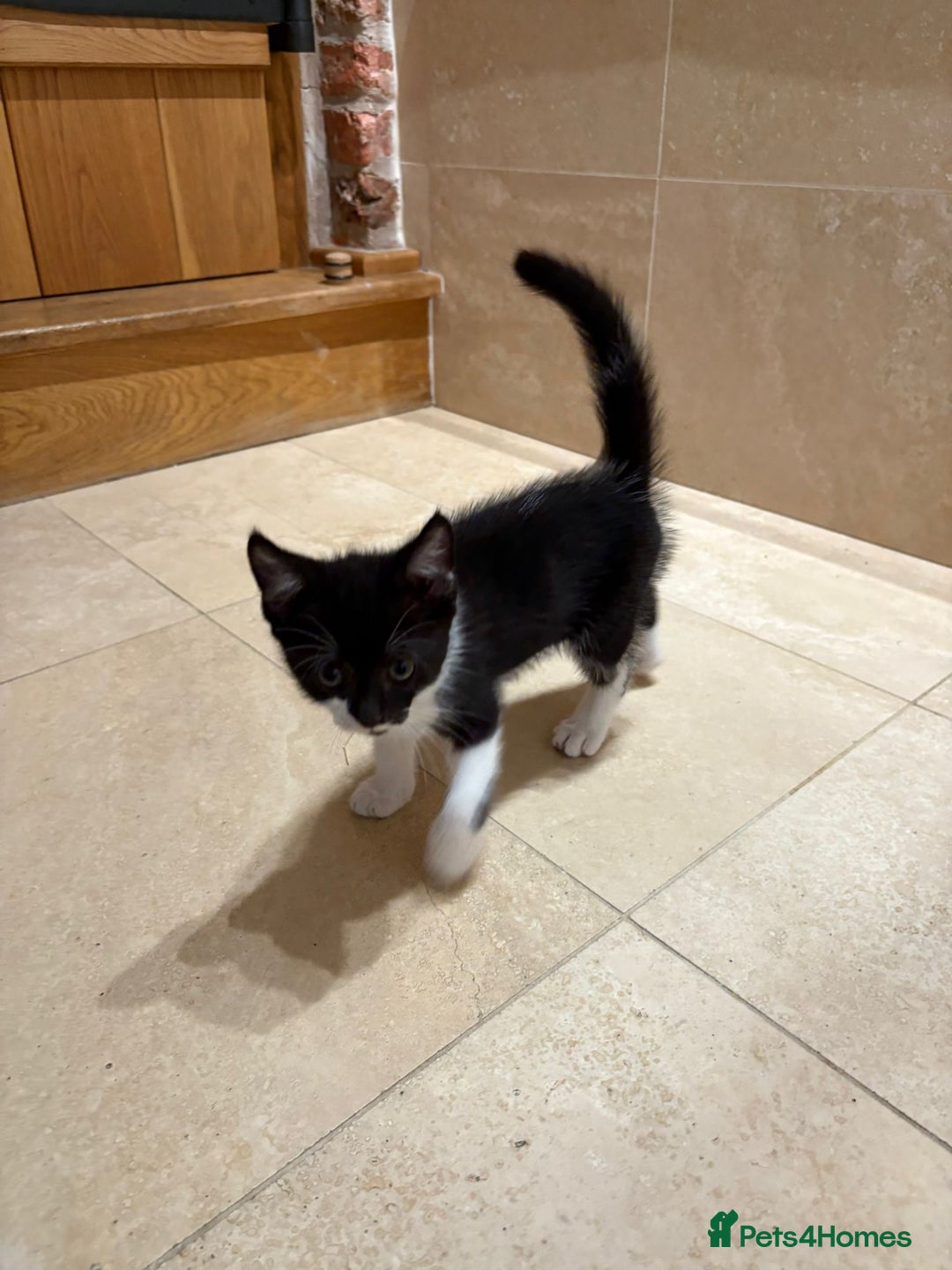 British Shorthair cats for sale: Kittens for sale - Image 4