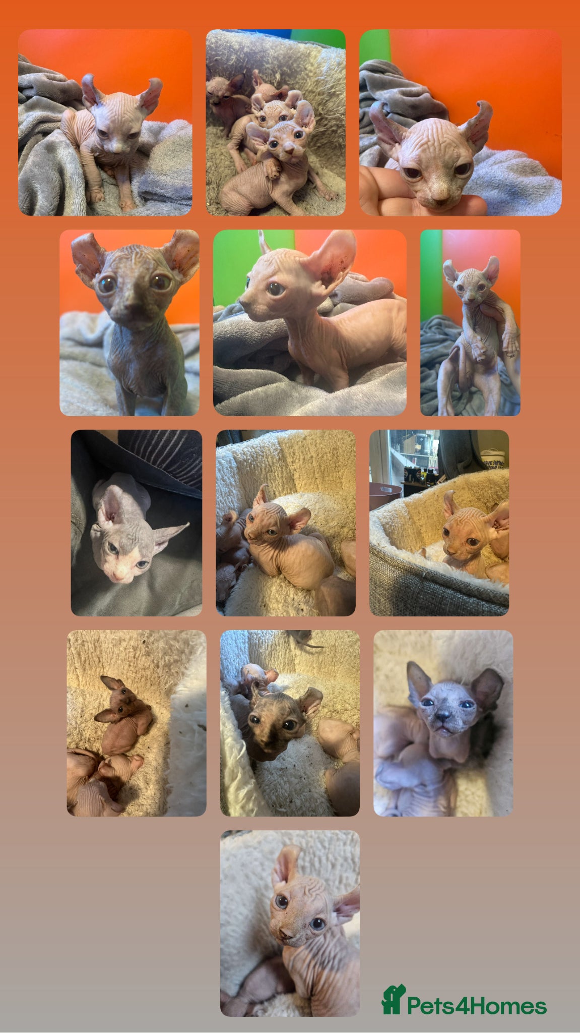 Sphynx cats Gorgeous full breed Sphynx kittens🐾 - Advert 3