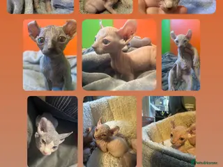Sphynx cats Gorgeous full breed Sphynx kittens🐾 - Advert 11