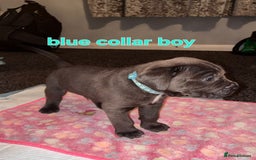 Cane Corso dogs for sale: 4 girls left *PRICE REDUCED* - Image 13