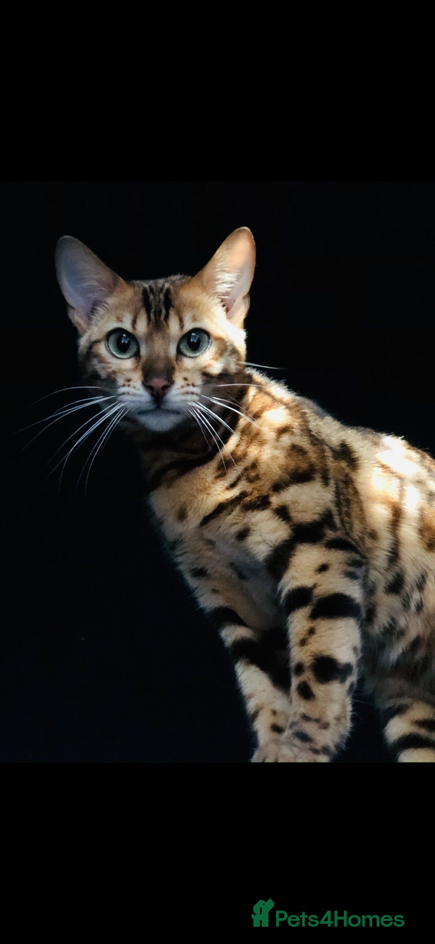 Bengal cats Stunning silver and brown bengal boys  - Advert 4