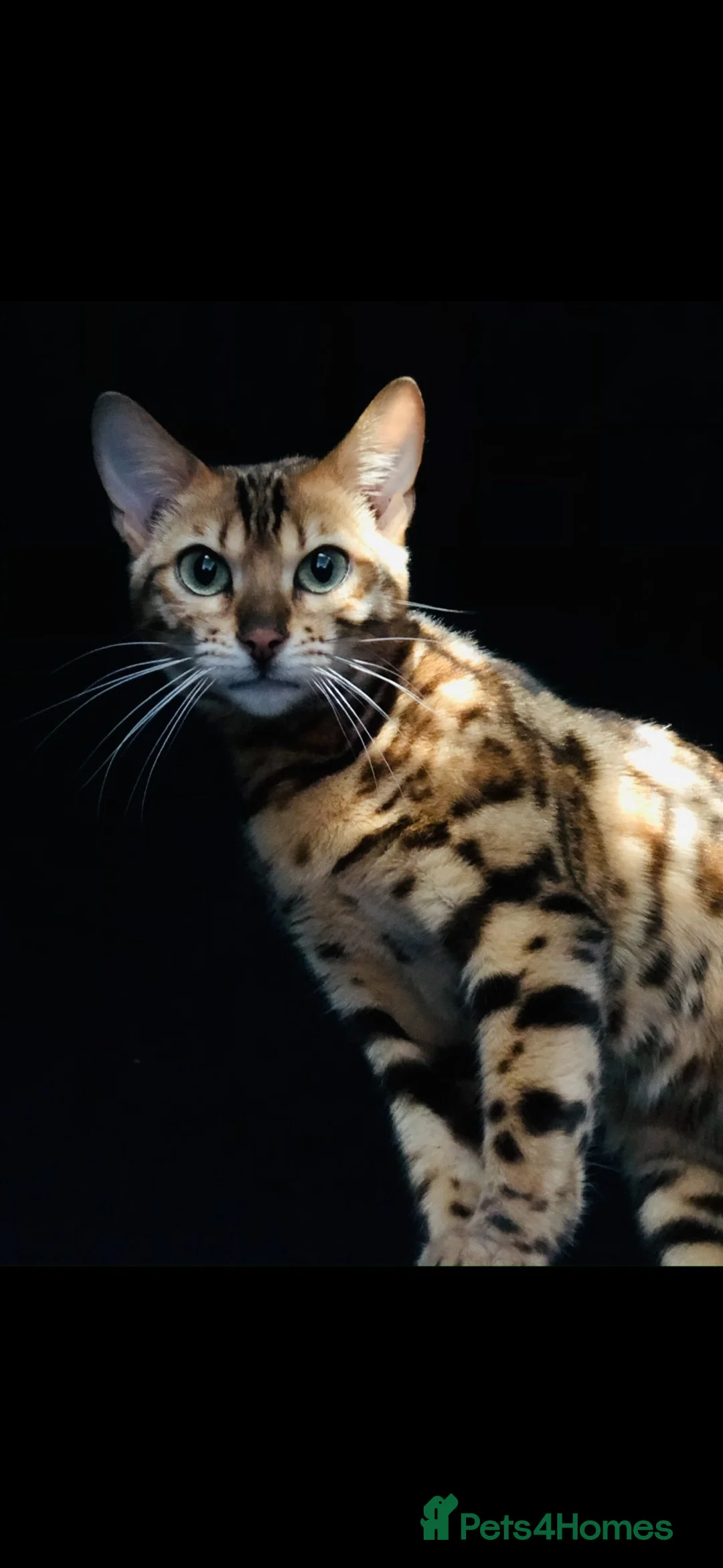 Bengal cats for sale: Stunning silver and brown bengal boys  - Advert 1