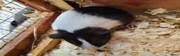 Guinea Pig rodents for sale: Guinea Pigs - Advert 3